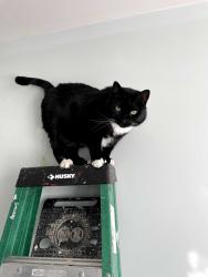 Lost Female Cat last seen Near France Ln, Ballston Lake, Ballston Lake, NY 12019