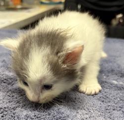 Shelter Stray Female Cat last seen Near Oak Hill Drive, Escondido, CA, 92027, Escondido, CA 92027, USA