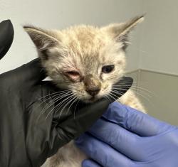 Shelter Stray Male Cat last seen Old Town Avenue, San Diego, CA, 92110, 5500 Gaines St, San Diego, CA 92110, USA
