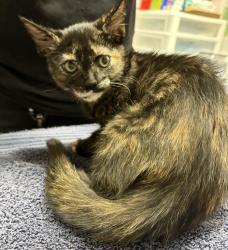 Shelter Stray Female Cat last seen Near Oak Hill Drive, Escondido, CA, 92027, Escondido, CA 92027, USA