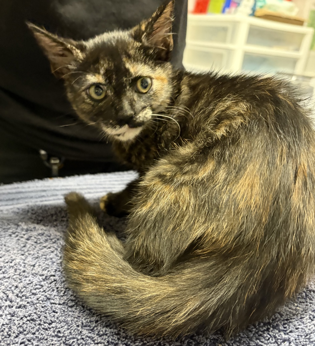 Shelter Stray Female Cat last seen Near Oak Hill Drive, Escondido, CA, 92027, Escondido, CA 92027, USA