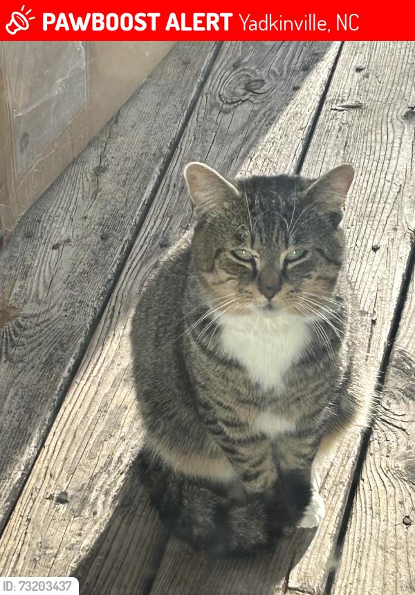 Lost Male Cat last seen Falcon road by the small hse with a lot of cars, Yadkinville, NC 27055
