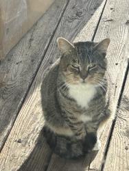 Lost Male Cat last seen Falcon road by the small hse with a lot of cars, Yadkinville, NC 27055