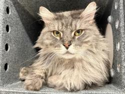 Shelter Stray Male Cat last seen Near Purdue Street, STATEN ISLAND, NY, 10314, 326 E 110th St, New York, NY 10029, USA