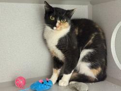 Shelter Stray Female Cat last seen Near W 151 Street, NEW YORK, NY, 10039, 326 E 110th St, New York, NY 10029, USA