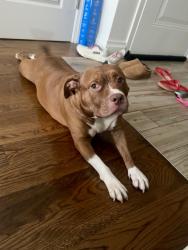 Shelter Stray Female Dog last seen Near E 229th Street Apt 13B, BRONX, NY, 10460, 326 E 110th St, New York, NY 10029, USA