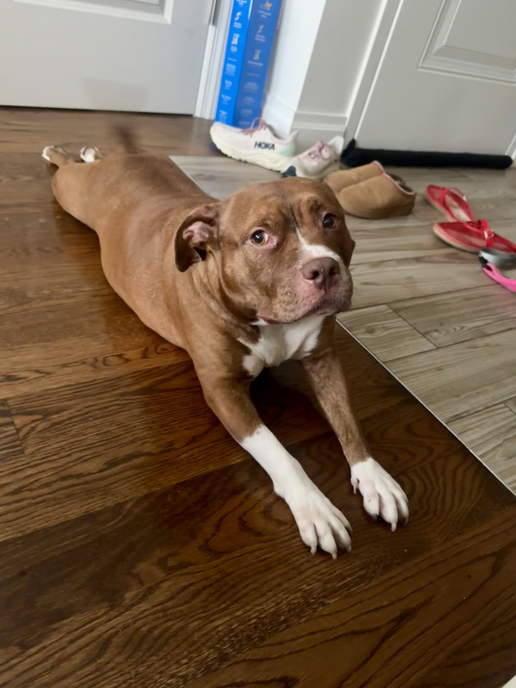 Shelter Stray Female Dog last seen Near E 229th Street Apt 13B, BRONX, NY, 10460, 326 E 110th St, New York, NY 10029, USA