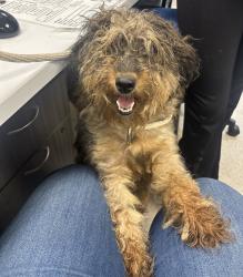 Shelter Stray Female Dog last seen 3rd Avenue, NEW YORK, NY, 10035, 326 E 110th St, New York, NY 10029, USA