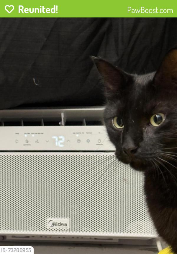 Reunited Male Cat last seen County Road 42, Highway 85, LaSalle, CO 80645