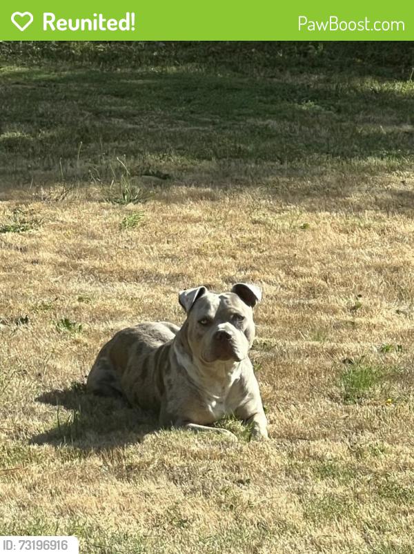 Reunited Male Dog last seen 250th Street E, Graham, WA 98338