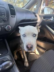Reunited Female Dog last seen Knoll park glen, Escondido, CA 92029