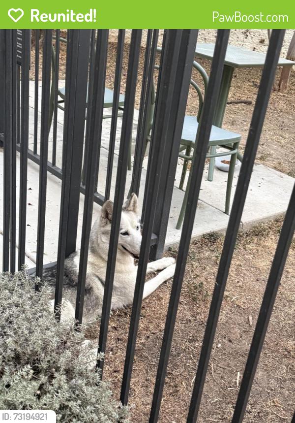 Reunited Female Dog last seen Westbrook apmts, Riverside, CA 92505
