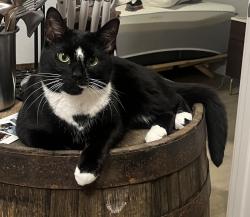 Reunited Male Cat last seen Near 10th ave nw, Seattle, WA 98117
