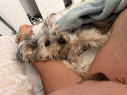 Lost Female Dog last seen Vía del tres, Hollywood, FL 33020