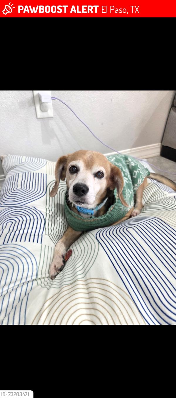 Lost Male Dog last seen Near hoop st, El Paso, TX 79932