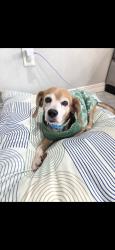 Lost Male Dog last seen Near hoop st, El Paso, TX 79932