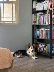 Reunited Male Dog last seen Near E 2nd St, Los Angeles, CA 90033, USA, Los Angeles, CA 90033
