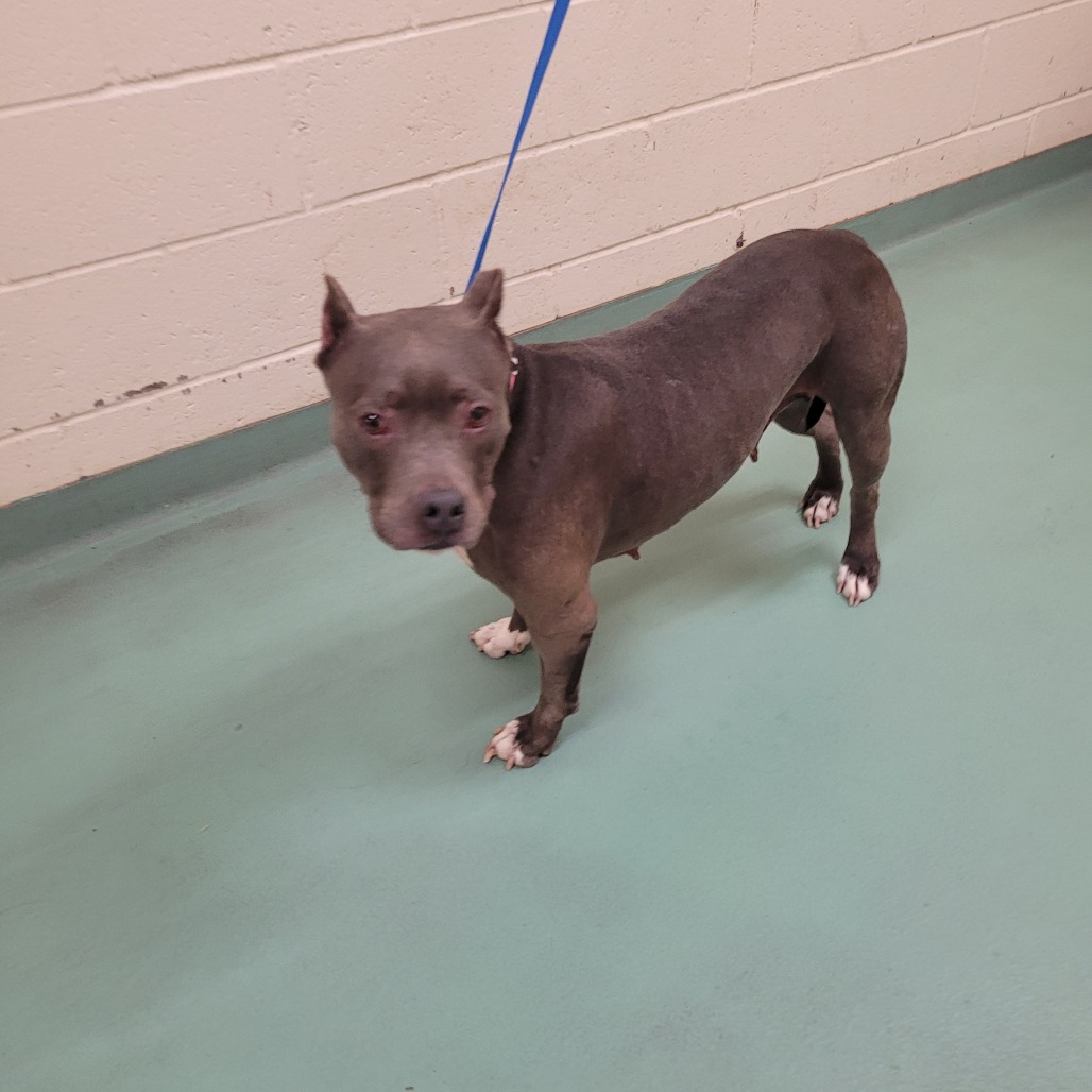 Shelter Stray Female Dog last seen , 2350 Appling City Cove, Memphis, TN 38133, USA