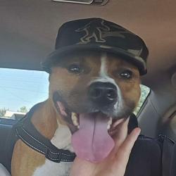 Shelter Stray Male Dog last seen , 328 Furman Hall Rd, Greenville, SC 29609, USA