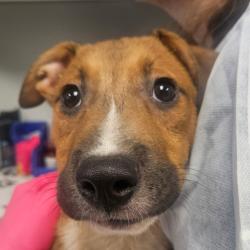 Shelter Stray Male Dog last seen , 328 Furman Hall Rd, Greenville, SC 29609, USA