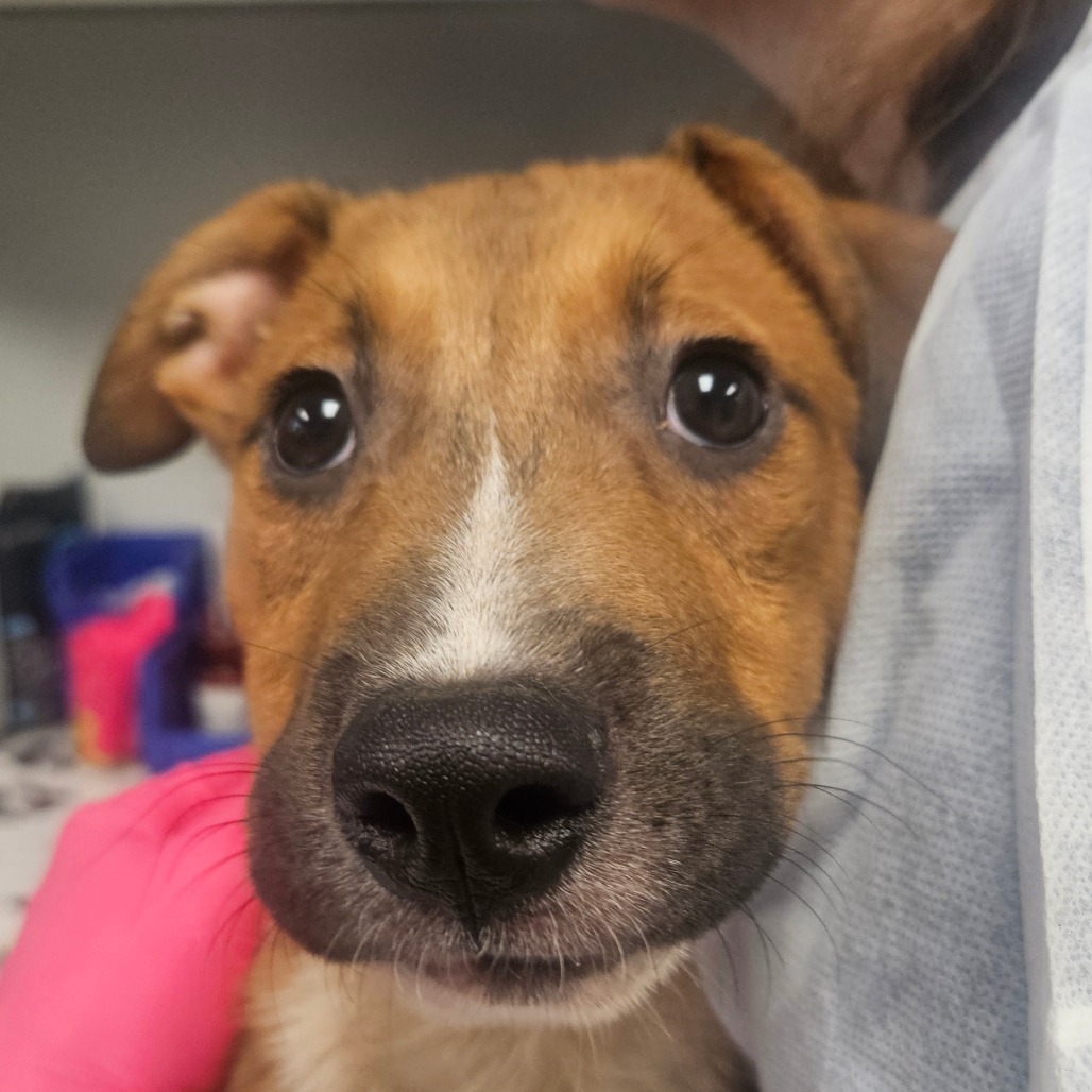 Shelter Stray Male Dog last seen , 328 Furman Hall Rd, Greenville, SC 29609, USA