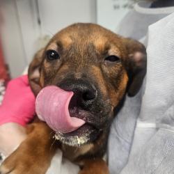 Shelter Stray Male Dog last seen , 328 Furman Hall Rd, Greenville, SC 29609, USA