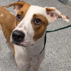 Shelter Stray Female Dog last seen , 328 Furman Hall Rd, Greenville, SC 29609, USA
