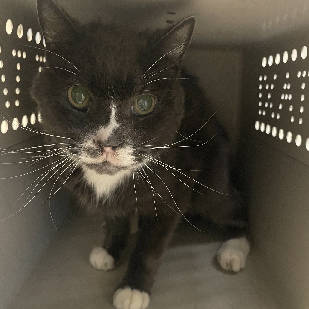 Shelter Stray Male Cat last seen , 361 S Raymond Ave, Pasadena, CA 91105, USA
