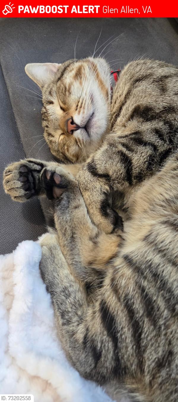 Lost Male Cat last seen Cedar Lane, Elmont, VA, Glen Allen, VA 23059