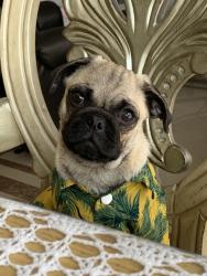 Reunited Male Dog last seen Near Martha Ct, Lancaster, CA 93535, USA, Lancaster, CA 93535