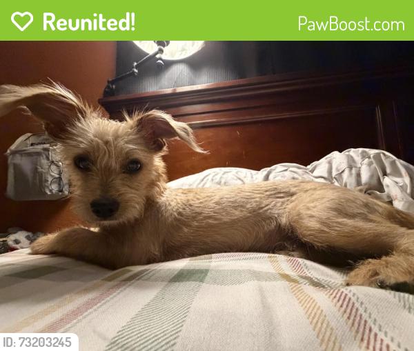 Reunited Male Dog last seen Near E Ave J5, Lancaster, CA 93535, USA, Lancaster, CA 93535