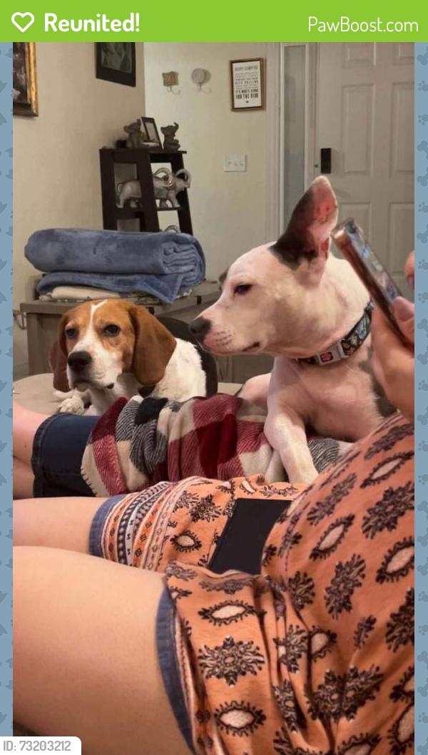 Reunited Male Dog last seen Mill Cove Ct, Suffolk, VA 23434, USA, Suffolk, VA 23434