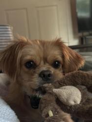 Reunited Female Dog last seen Black market arms, Auxvasse, MO 65231