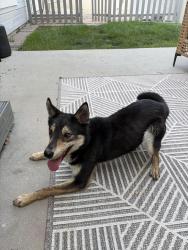 Reunited Female Dog last seen McMillan and Madison Park Development, Boise, ID 83713