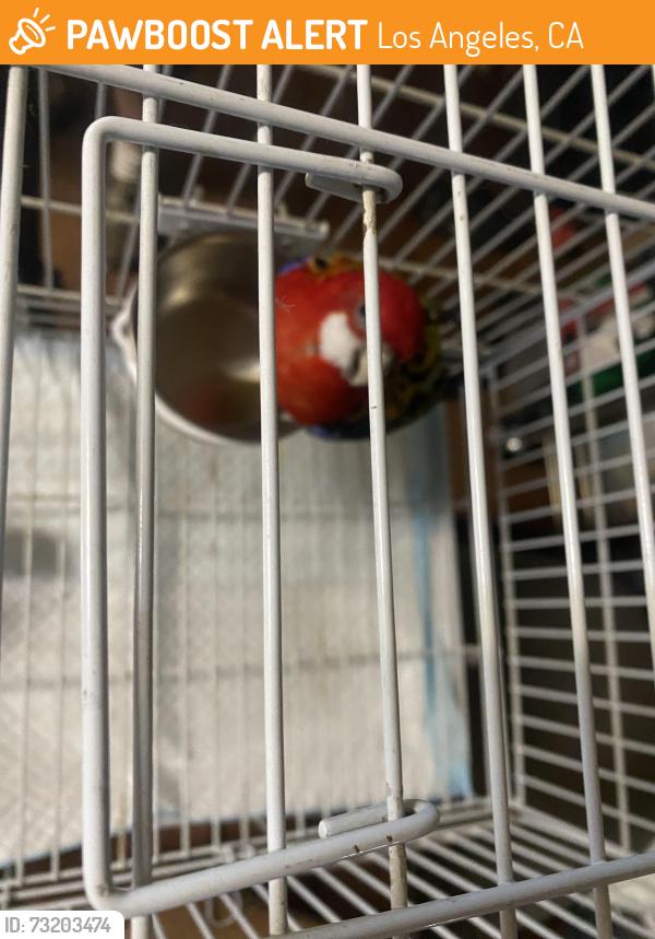 Found/Stray Unknown Bird last seen Near N Harvard Blvd, Los Angeles, CA 90029