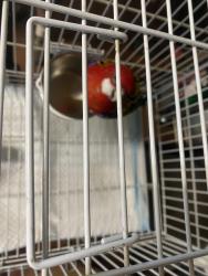 Found/Stray Unknown Bird last seen Near N Harvard Blvd, Los Angeles, CA 90029