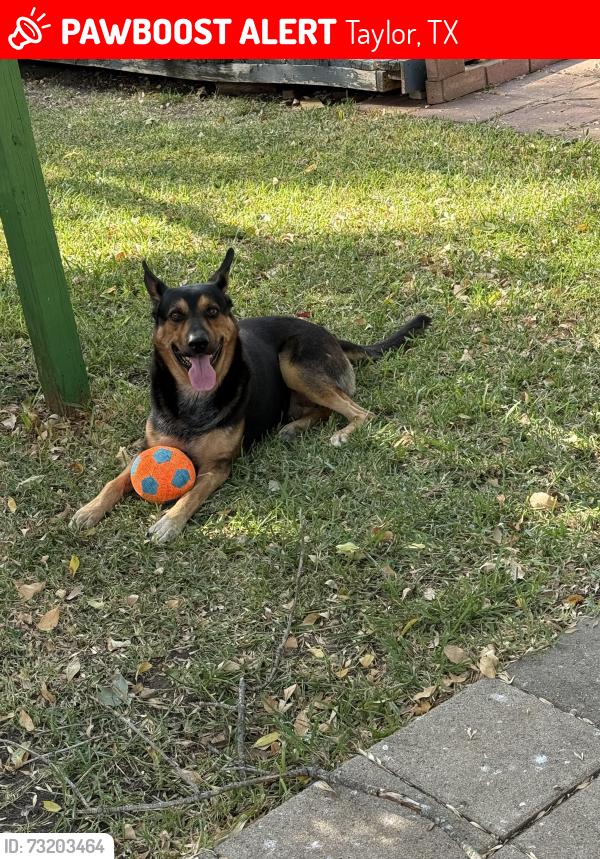 Lost Male Dog last seen Woodlawn st, Taylor, TX 76574