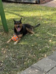 Lost Male Dog last seen Woodlawn st, Taylor, TX 76574