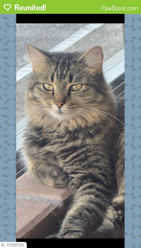 Reunited Female Cat last seen Dristol Ave and Augustine, Spring Hill, FL 34609