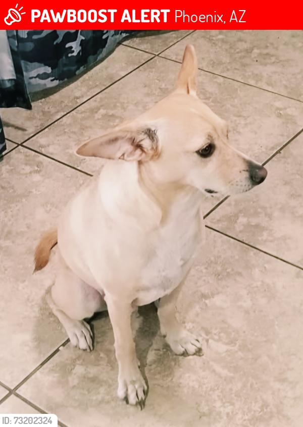 Lost Male Dog last seen 39th Ave & Thomas, Phoenix, AZ 85009