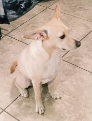 Lost Male Dog last seen 39th Ave & Thomas, Phoenix, AZ 85009