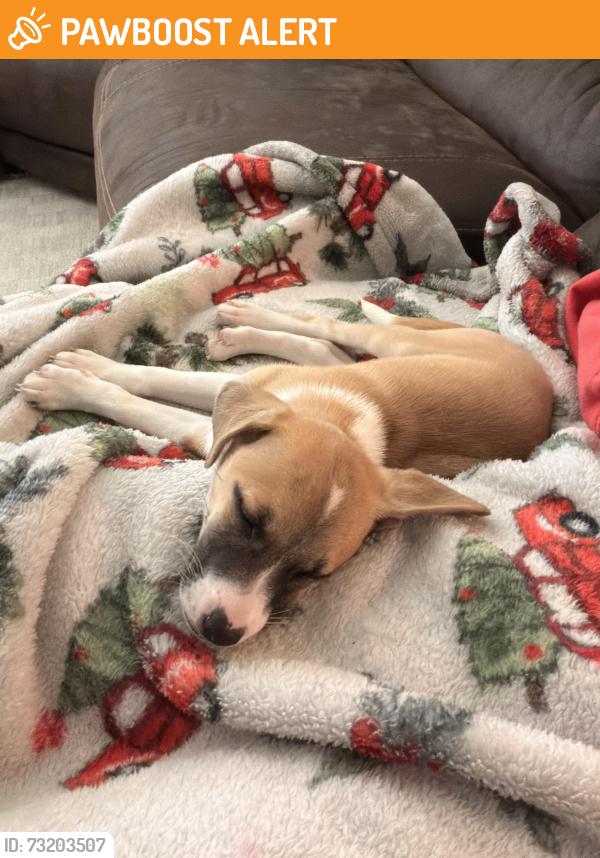 Found/Stray Female Dog last seen Sardis church road, Sardis Church Rd, GA 30519