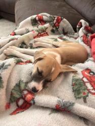 Found/Stray Female Dog last seen Sardis church road, Sardis Church Rd, GA 30519