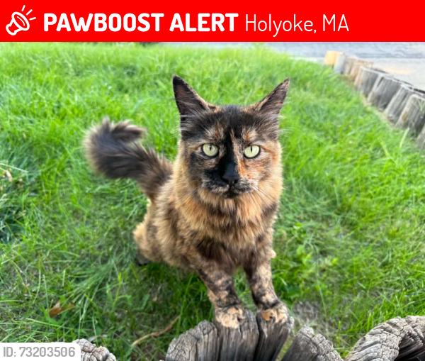 Lost Female Cat last seen O;Connar Ave, Holyoke, MA 01040
