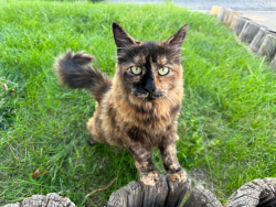 Lost Female Cat last seen O;Connar Ave, Holyoke, MA 01040