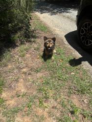 Reunited Male Dog last seen Bantam rd, Pleasant Garden, NC 27313