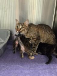 Shelter Stray Female Cat last seen Midwest City, 8485 E Reno Ave, Midwest City, OK 73110, USA