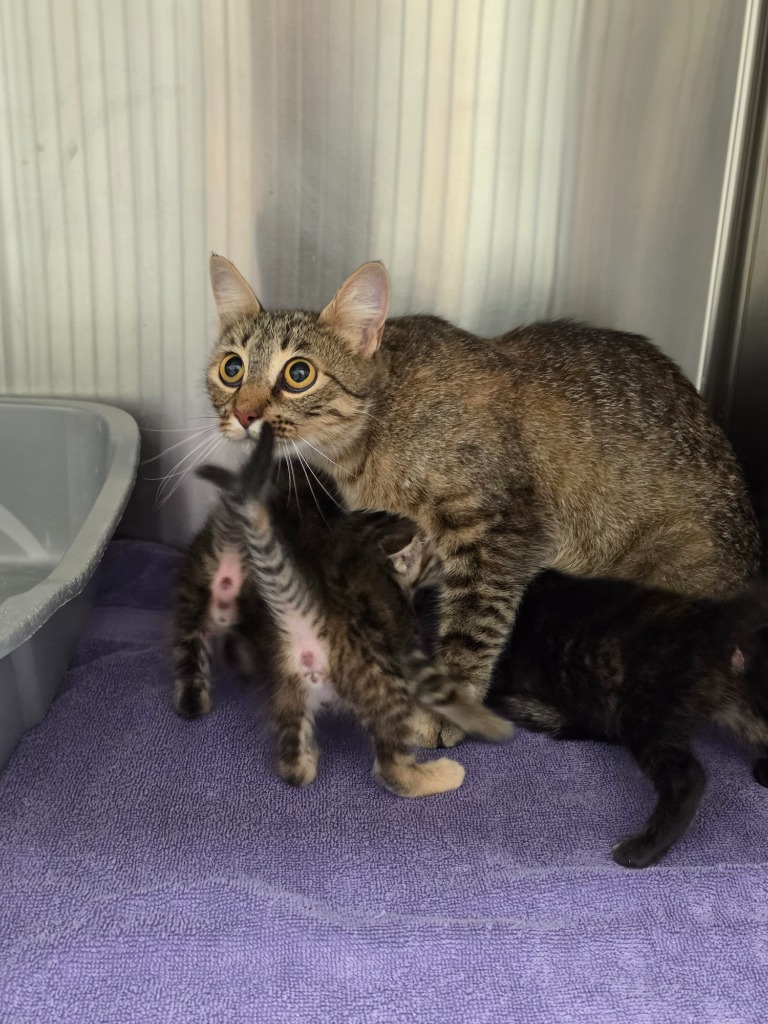 Shelter Stray Female Cat last seen Midwest City, 8485 E Reno Ave, Midwest City, OK 73110, USA