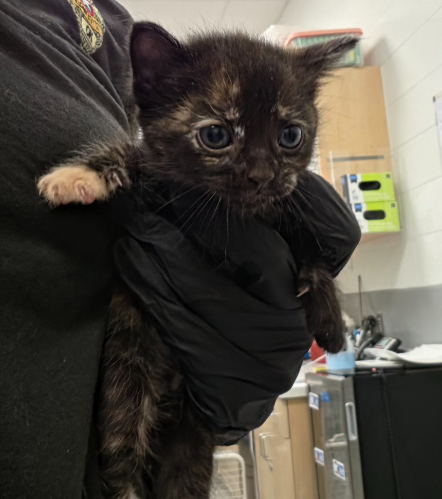 Shelter Stray Female Cat last seen Midwest City, 8485 E Reno Ave, Midwest City, OK 73110, USA