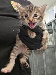 Shelter Stray Female Cat last seen Midwest City, 8485 E Reno Ave, Midwest City, OK 73110, USA